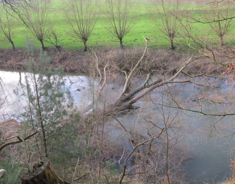 Großer Baum stürzt in die Lippe – Fluss bei Ahsen voll gesperrt