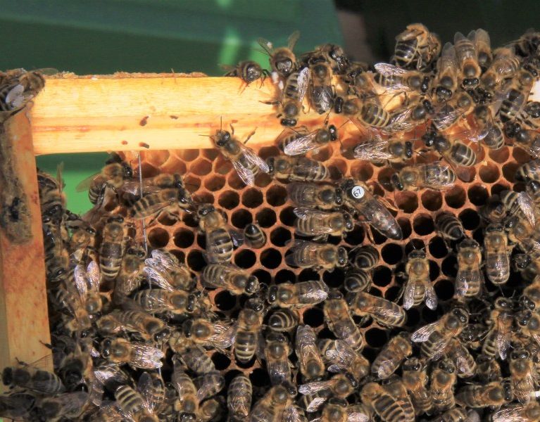 Von Pollensammlern und Drohnenmütterchen