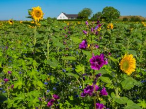 Die blühenden Wild- und Kulturpflanzen vor dem Hof Emschermündung sind eine wichtige Nahrungsquelle für Bienen und andere Insekten. Foto: Klaus Baumers/EGLV
